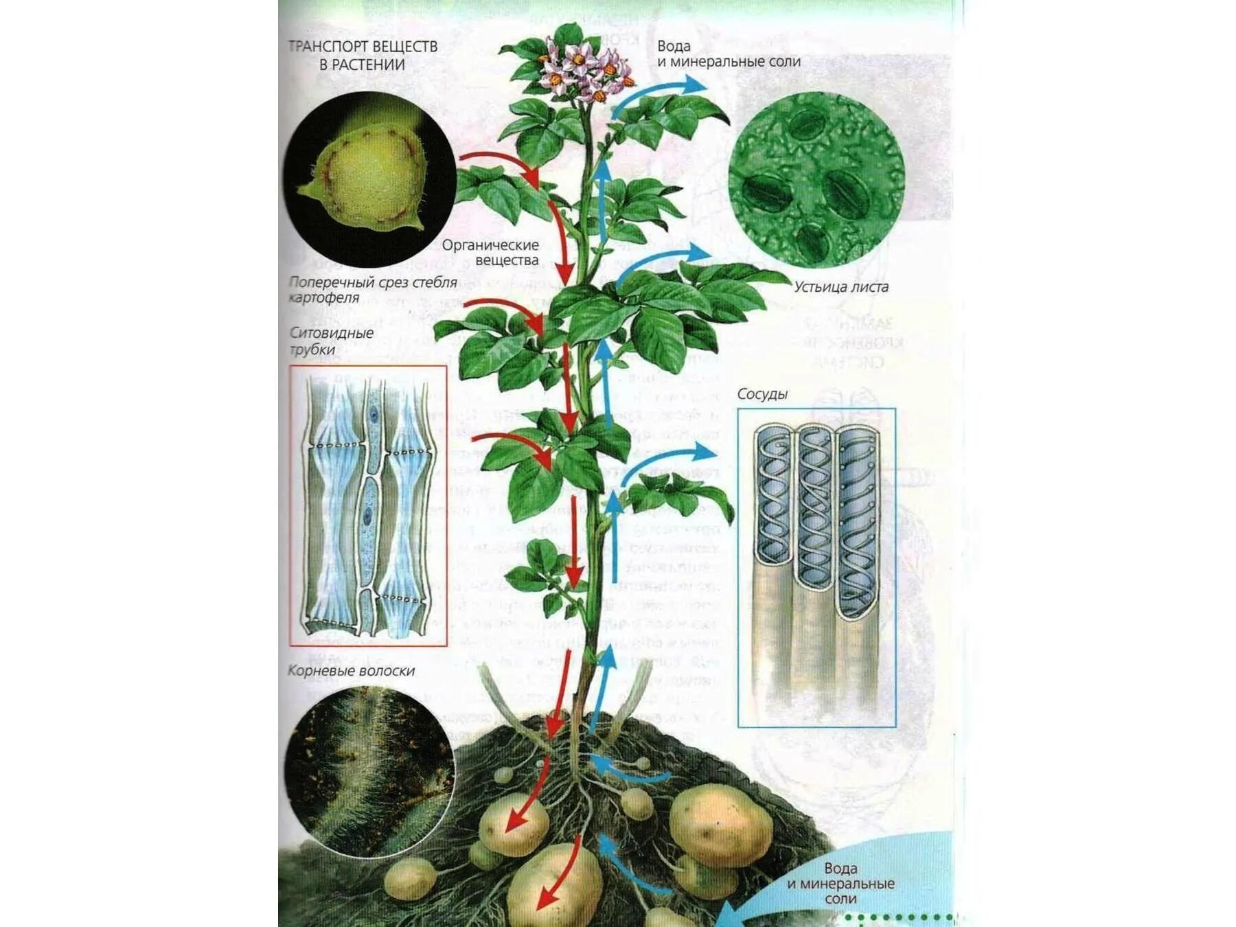 Передвижение веществ по стеблю 6 класс. Передвижение веществ у растений. Передвижение воды в растении. Схема передвижения веществ у растений. Транспорт веществ у растений.