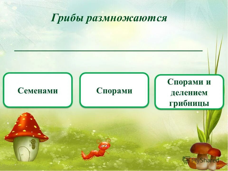 Спороношение конидии у пеницилла. Биологию объединяют все грибы в систематическую группу. Гриб размножается семенами. Размножение спорами грибы. Гриб размножается семенами.