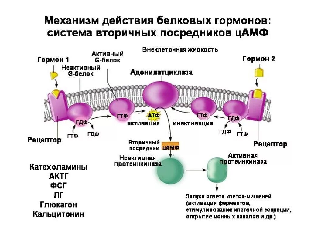 Обработка клеточной массы гормонами высаживание изолированных. Механизм действия белково пептидных гормонов биохимия. Механизм мембранной рецепции гормонов. Механизм действия белковых и пептидных гормонов. Мембранный механизм действия гормонов.