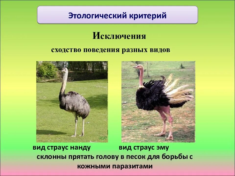 Аналогичные виды