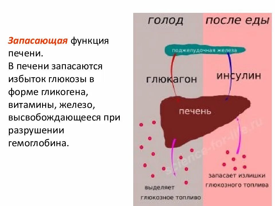 Печень запасает гликоген. Запасающая функция печени. Функции гликогена в печени. В печени запасается гликоген.