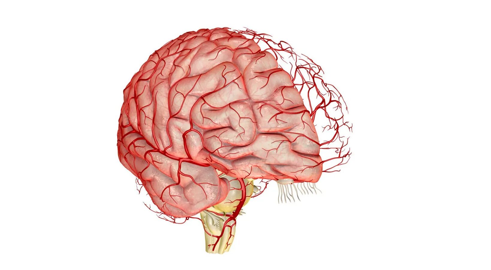 Поступление крови в мозг. Церебральные сосуды головного мозга что это. Ангиоспазм артерий головного. Кровоснабжение сосудов головного мозга. Артерии кровоснабжающие головной мозг.
