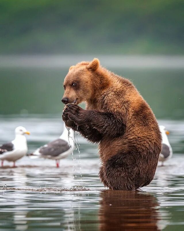 Тибетский бурый медведь. Забавный медведь. Медведь ловит рыбу. Природа и животные.