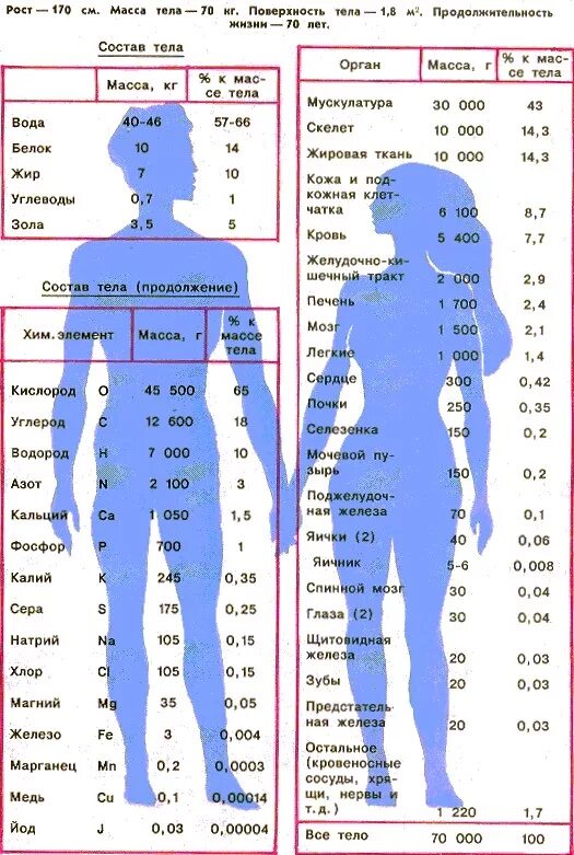 Вес организм человека. Вес органов человека. Вес частей тела человека. Вес частей тела человека в процентах.