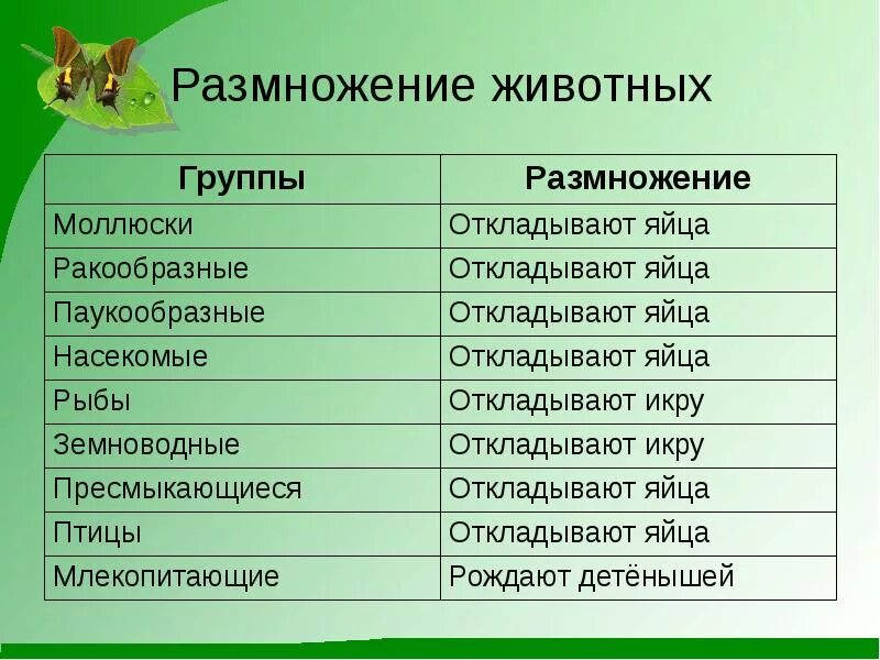 Размножение животных. Группы животных способы размножения. Размножение животных таблица. Таблица как размножаются животные.