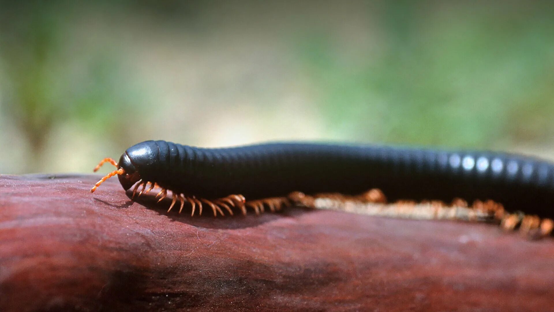 Мадагаскарский кивсяк. Многоножка Millipede. Многоножка кивсяк. Многоножка Millipede красная. Ужас сороконожка