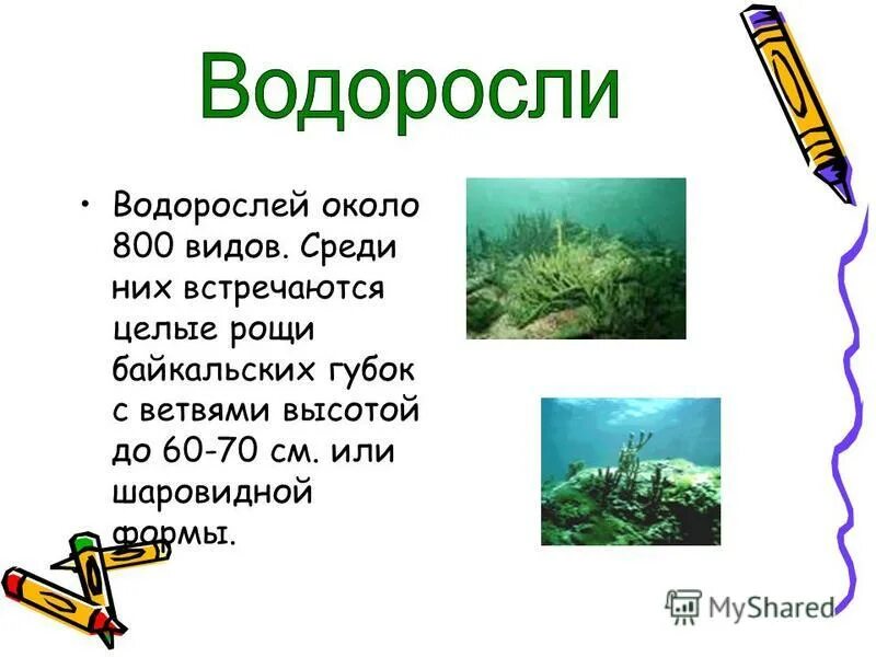 Honda vfr 800. природное сообщество белгородского края. оопт белгородской области. энциклопедия о комнатных растениях и цветах. Honda vtx 1300 cs.