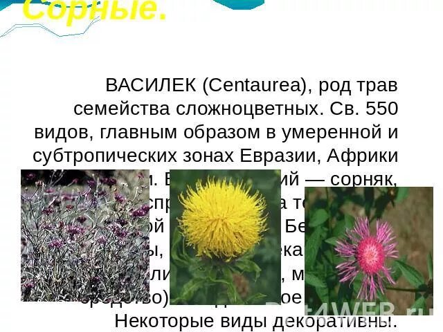 Семейство астровые корневая система. Двудольные растения сложноцветные. Сорные растения семейства астровые. Бодяк (осот). Сорные растения семейства астровые.