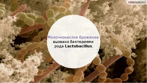 Бактерии вызывающие брожение