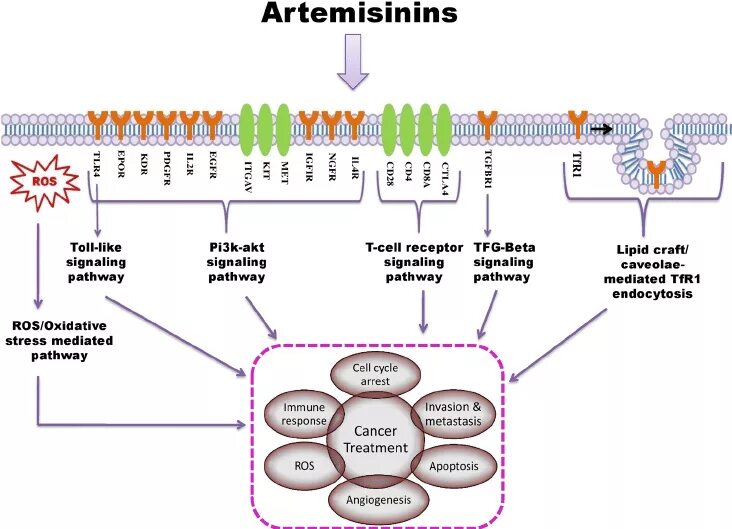 Артемизинин при осложненном течении малярии назначается. Артемизинин против малярии. Артемизинин. Артемизинин механизм. Артемизин малярия дозировки.