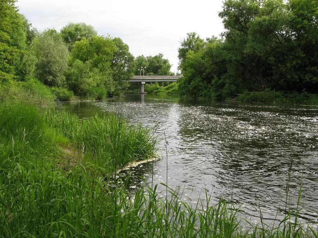 алексеев вишневый омут. караи (черепашки-ниндзя). большой карай саратовская область гэс. пляжи на хопре воронежская область. село большой карай.