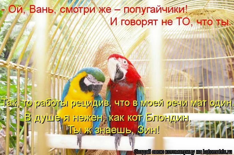 ваня высоцкий. стих про попугая. ой вань какие попугайчики. стихи высоцкого. ой вань гляди попугайчики высоцкий.