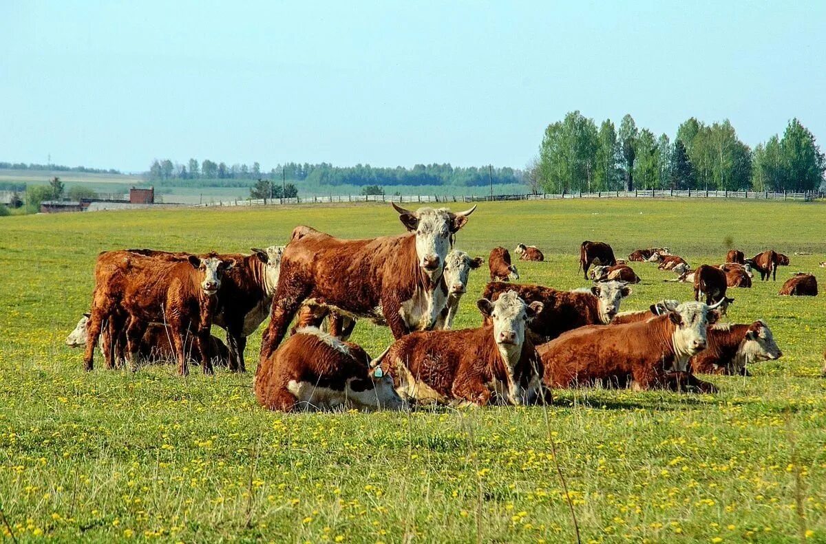 Поле коровки. Вологда. Вологодские коровы пастбища. Стадо коров пасется на лугу. Стадо коров. Коровы на лугу.