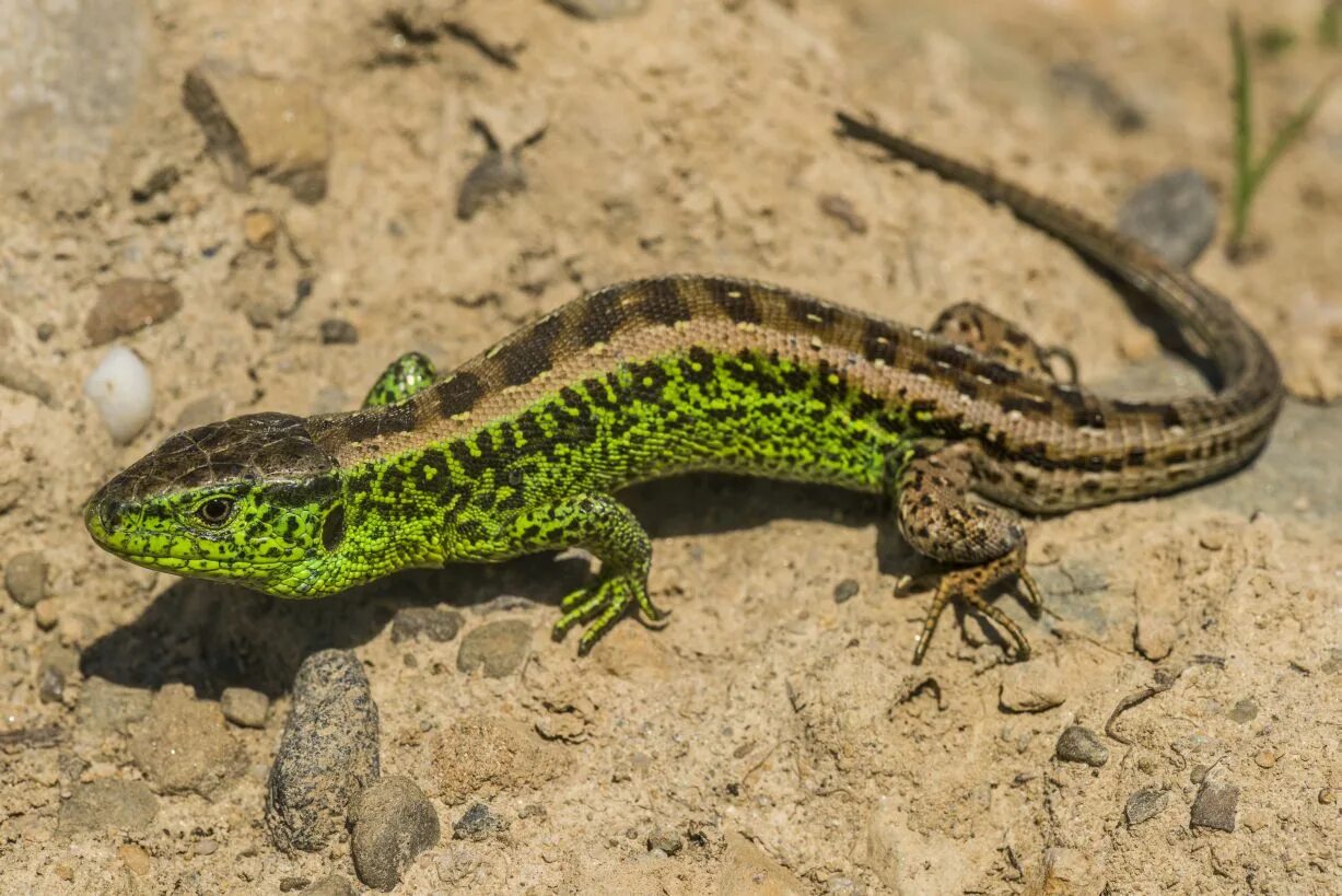 Прыткая ящерица (Lacerta Agilis l.),. Ящерица прыткая горнокрымская. Лацерта Агилис. Lacerta Agilis grusinica.