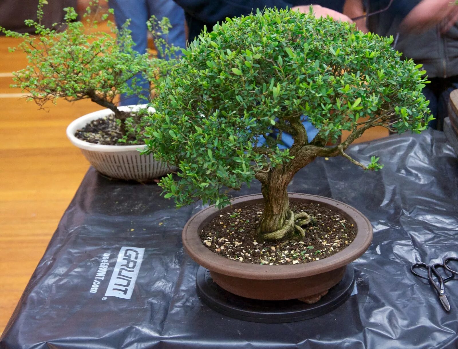 чайный куст китайская камелия комнатная. чайное дерево комнатное. ассамский чайный куст. бонсай кармона чайное дерево. комнатный чайный куст.