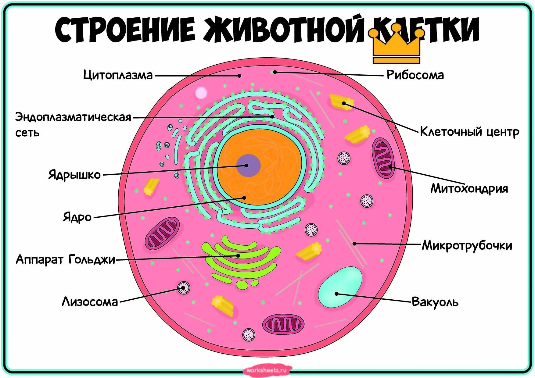 Клетка имеет. Строение животной клетки. Схема строения клетки человека. Клетка строение клетки. Животная клетка.