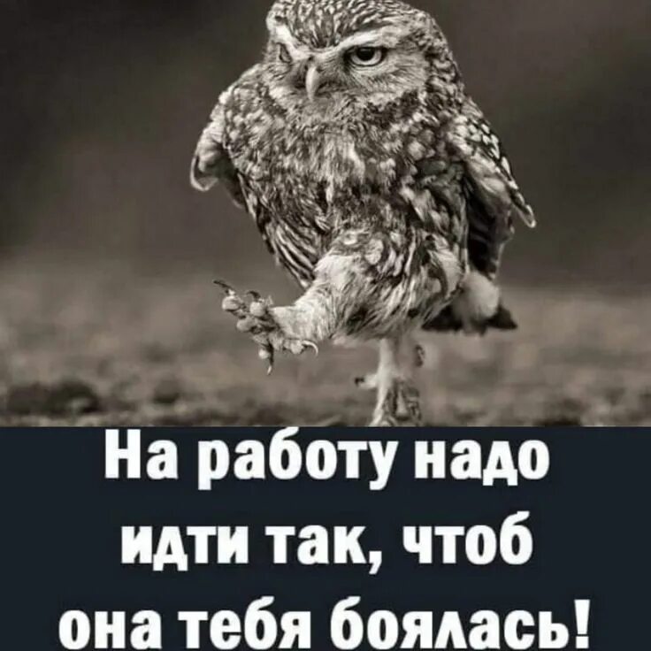 Работать нужно так чтобы не было. На работу надо идти так чтобы она тебя боялась. на работу надо идти так чтобы она тебя боялась сова. на работу надо идти так чтобы она тебя боялась картинки. открытка на работу надо идти так чтобы она тебя боялась.