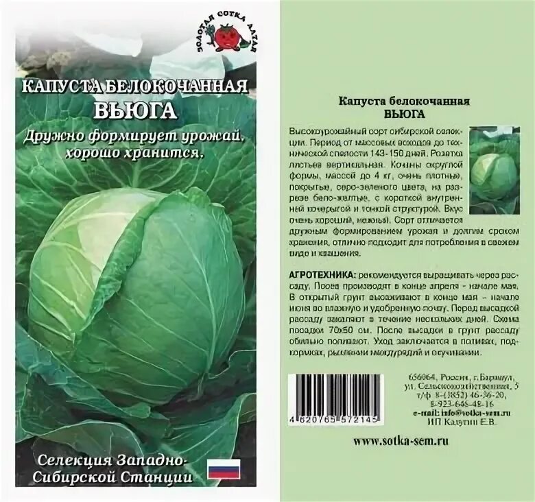 Капуста вьюга описание сорта. Капуста вьюга Сибирский сад. Капуста белокочанная белорусская СИБСАД. Сибирский сад капуста белокочанная.