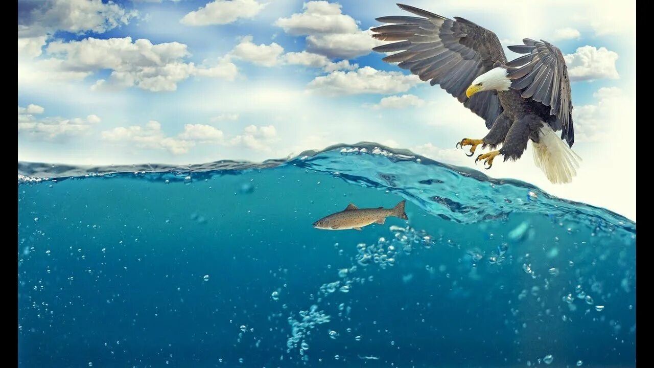 Балтийский птицы балтика морские. Море рыбы птицы. Рыба птица. Морская птица под водой. Пингвины под водой.