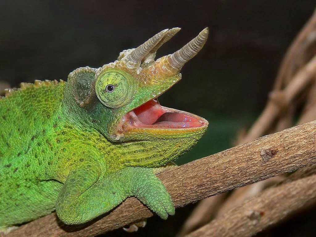 Заголовок хамелеон. Трехрогий хамелеон джексона. trioceros jacksonii. рогатый хамелеон джексона. хамелеон джексона самка.