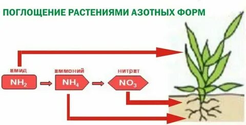 Азот поглощают или выделяют живые существа