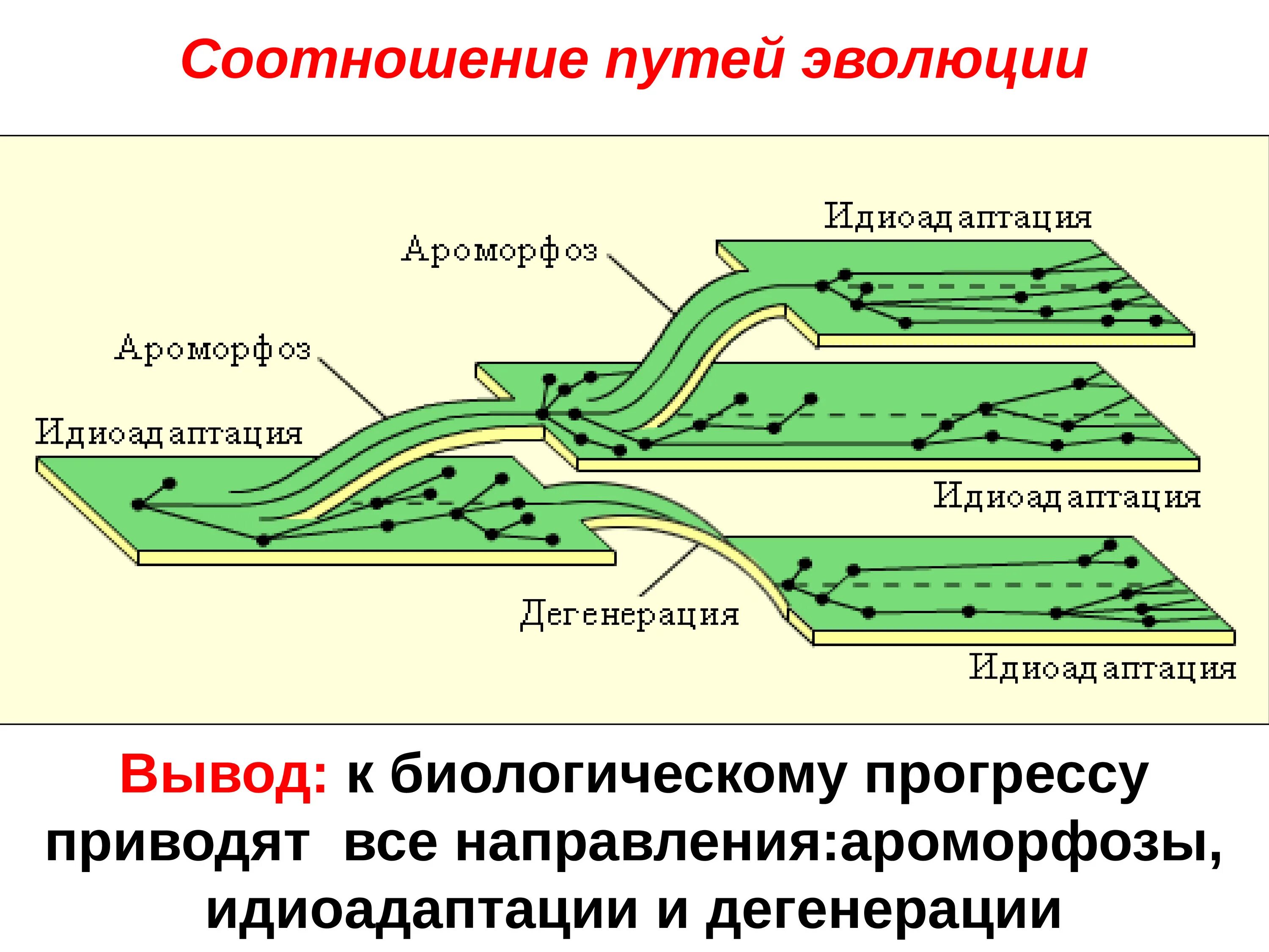 Главные направления эволюции ароморфоз идиоадаптация дегенерация. Направление эволюции идиоадаптация общая дегенерация. Главные пути эволюции ароморфоз идиоадаптация дегенерация. Схема основных путей биологического прогресса. Каковы пути достижения биологического прогресса