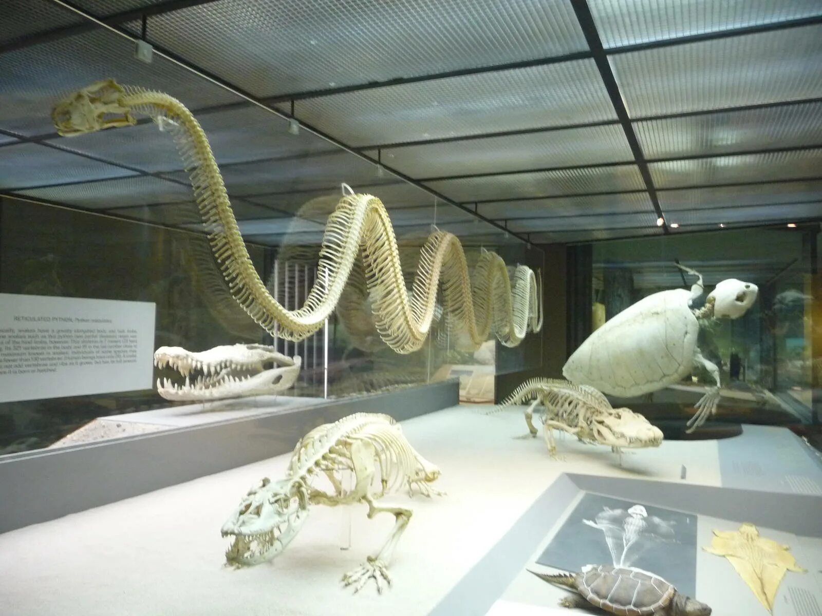 В каком музее лежит. Музей палеонтологии в Нью-Йорке. Палеонтологический музей Лондон. Дарвиновский музей Лондон. Музей естествознания Лондон экспонаты.