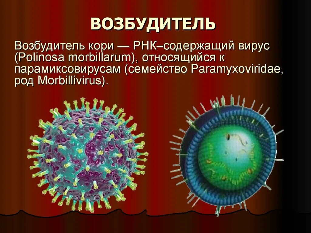 Корь вызывается бактериями. РНК-вирус рода морбилливирусов семейства парамиксовирусов. Коревая краснуха возбудитель бактерии. Коревая краснуха возбудитель заболевания. Корь джи