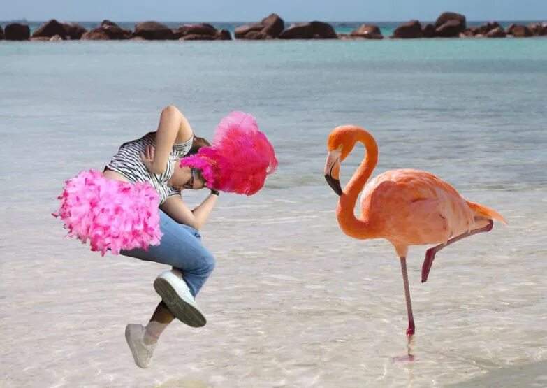 Фламинго. Розовый Фламинго. Смешной розовый Фламинго. Танцующий Фламинго. Фламинго танцует