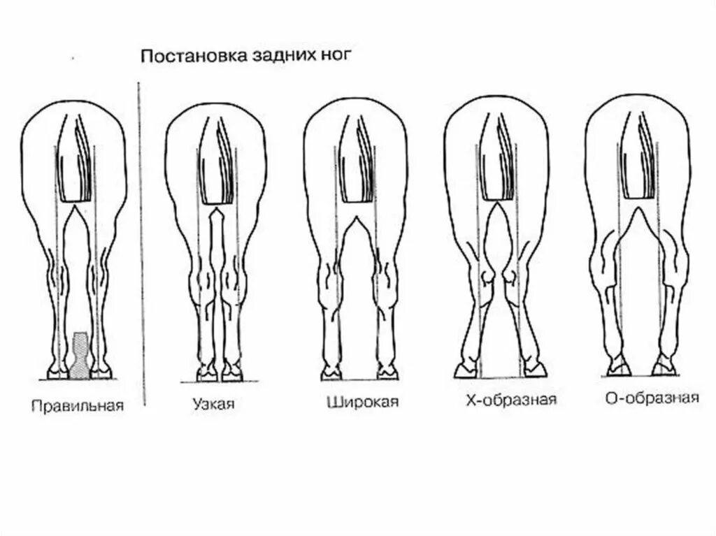 Постановка задних конечностей у лошади. Постав задних конечностей лошади. Постановка конечностей у лошадей. Размет передних конечностей у лошадей.