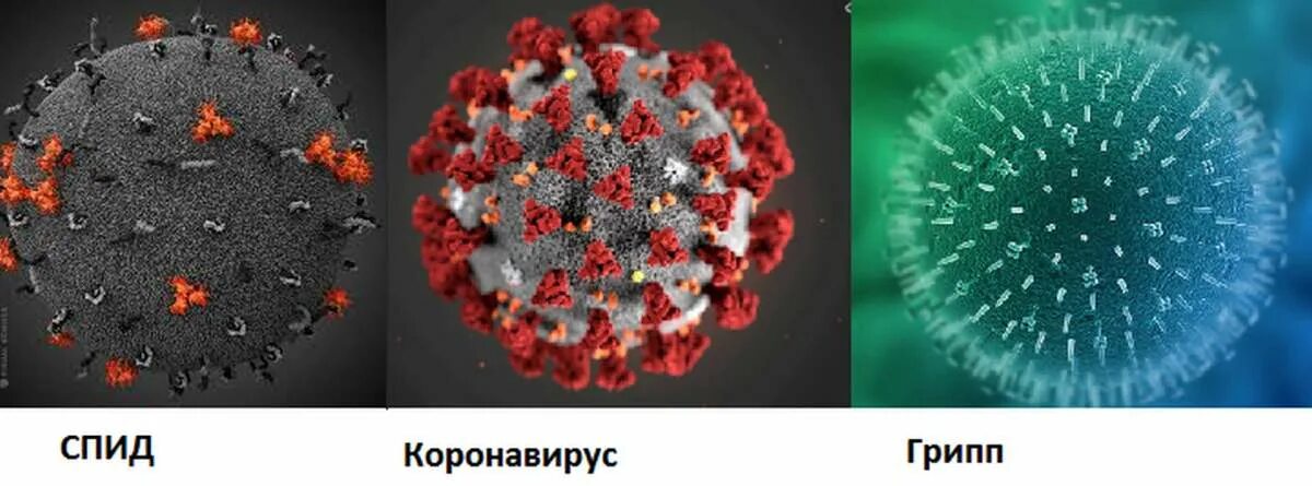 Вирус грузи. Вирус ковид 19. Вирус ковид под микроскопом. Вирус ВИЧ. ВИЧ И СПИД под микроскопом.