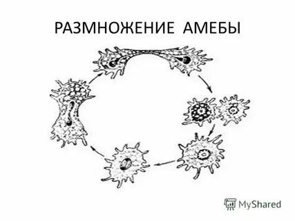 Амеба протей способ размножения