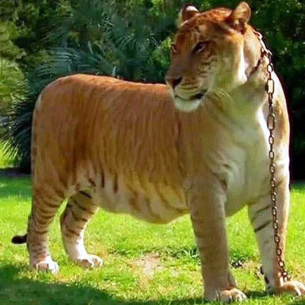 Liger uzbek tilida