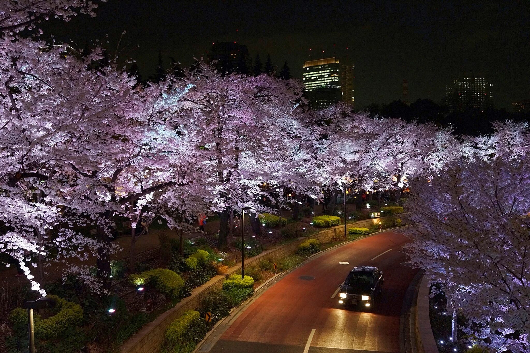 Улица ночью весной. Япония Токио ночью. Парк Уэно ночью Япония. Токио Сакура. Япония город Токио Сакура.