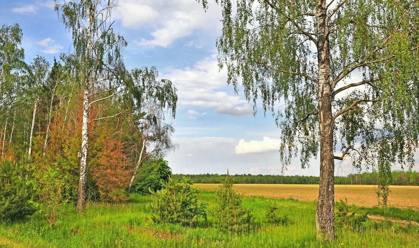 Две березки у дороги песня текст. Береза у дороги. Береза у окна. Старая береза. Стоят берёзы у дороги.