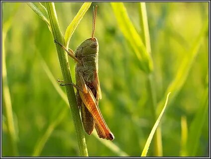 В ухе как будто кузнечики стрекочут