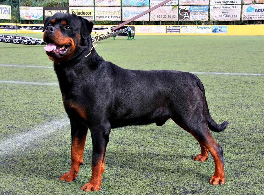 Топ 10 самых опасных собак в мире