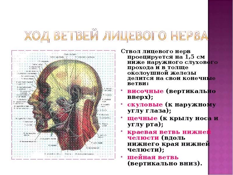 Топография головы анатомия. Границы мозгового отдела головы топографическая анатомия. Границы лицевого отдела головы. Границы лицевого отдела головы топографическая анатомия. Отдел затылок