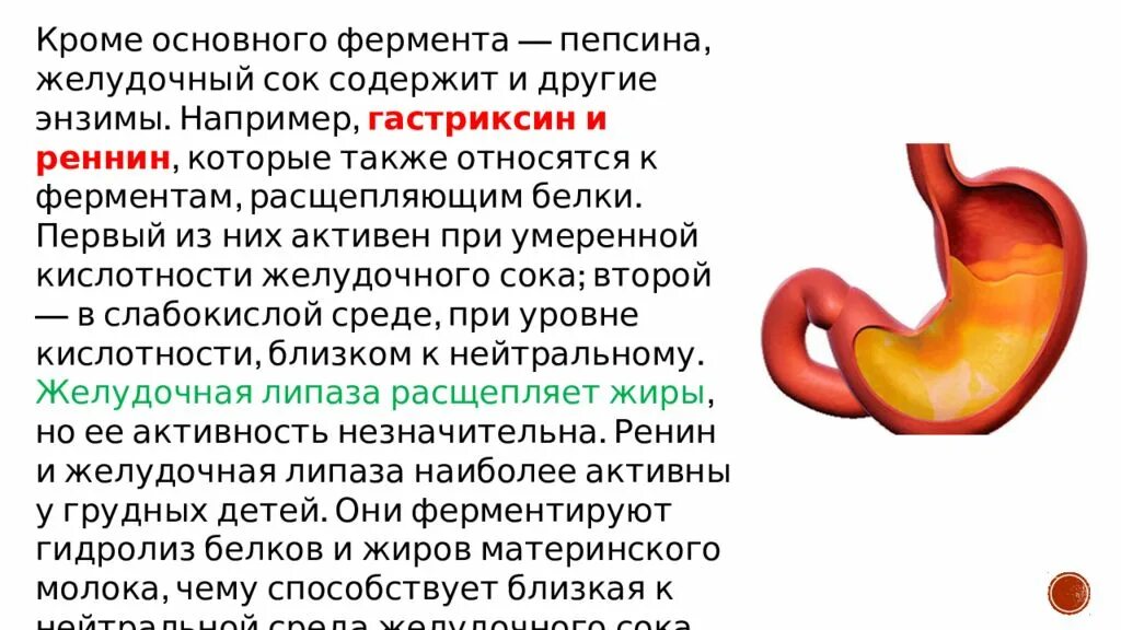 Желудочный сок содержит ферменты. Желудок желудочный сок ферменты. Состав желудочного сока ферменты. Функции ферментов желудочного сока. Роль ферментов желудочного сока.