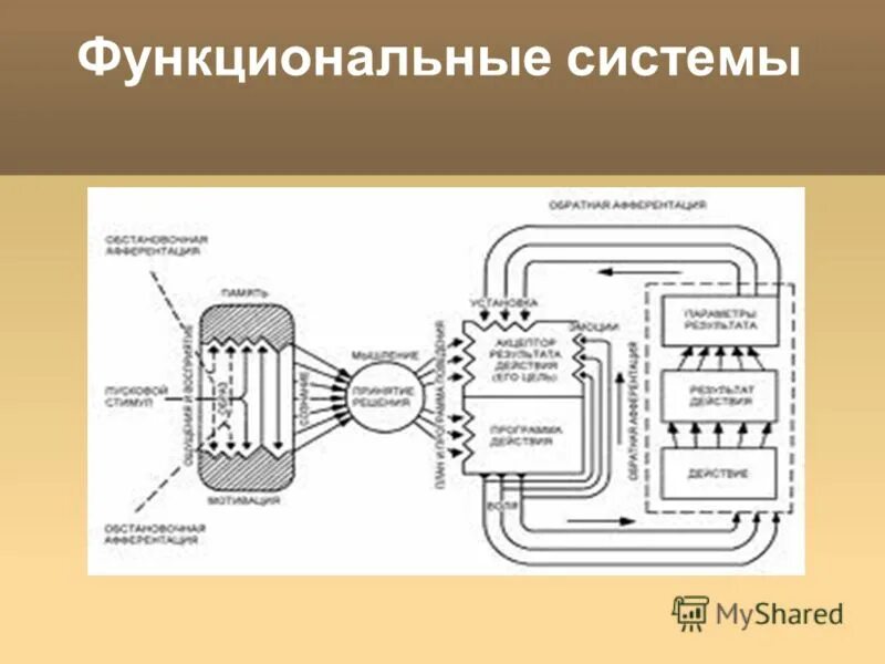 Функциональная система делится на. Функциональная система. функциональные системы психофизиология. функциональная система по анохину. функциональная система это в анатомии.