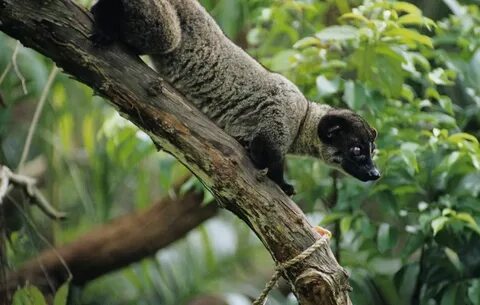 Brother musang