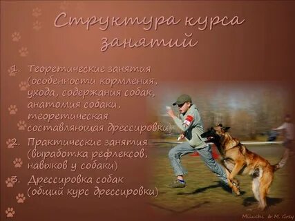 Методы подготовки собак