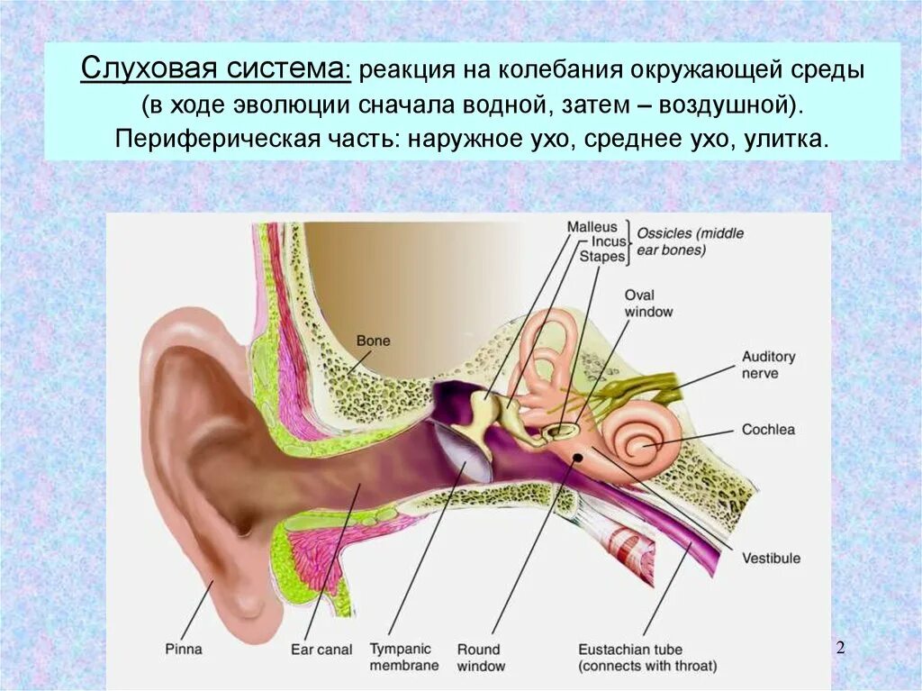 Барабанная перепонка и слуховые косточки. Слуховые косточки среднего уха. Слуховые косточки соединены. Среднее ухо слуховые косточки.