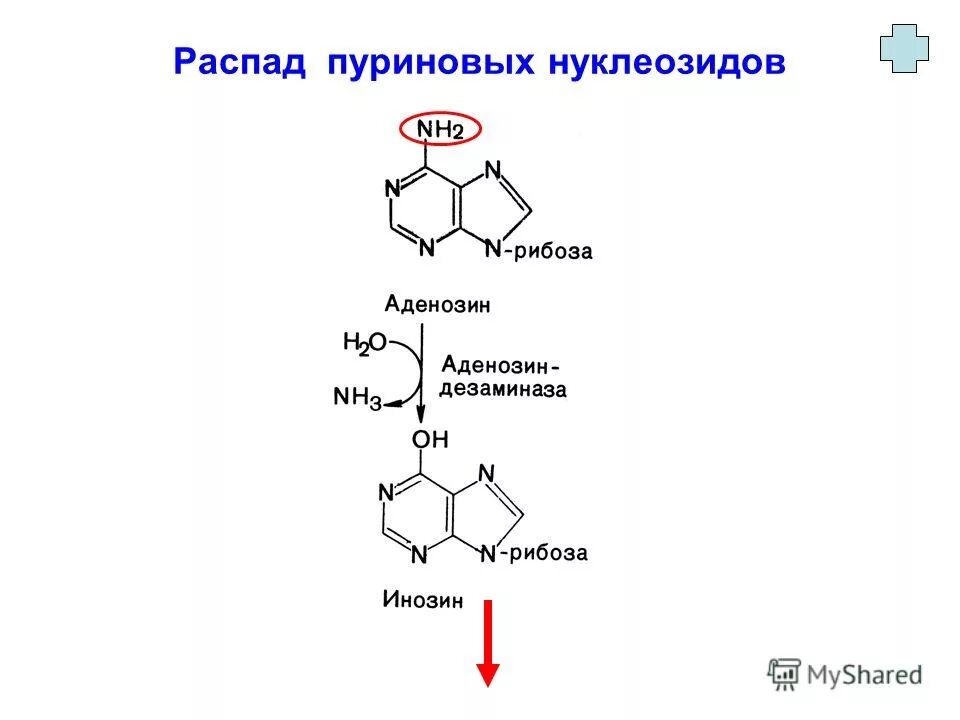 Распад пуриновых. Схема распада пуриновых нуклеотидов. Схема распада пуриновых нуклеозидов. Распад пуриновых нуклеотидов биохимия. Схема распада пуриновых оснований.