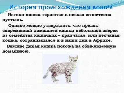 Где была одомашнена кошка