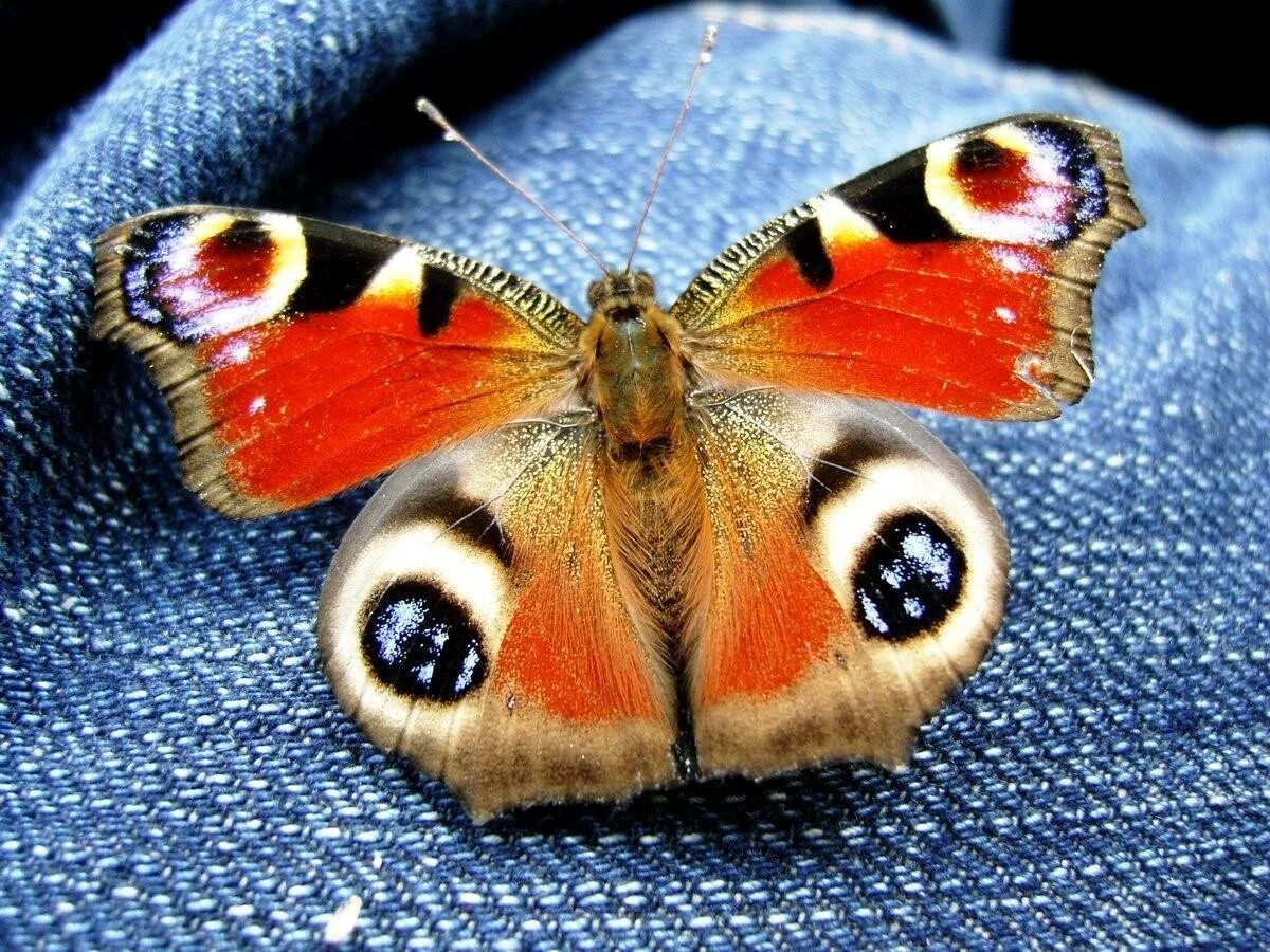 Бабочка адмирал павлиний глаз. Павлиний глаз (бабочка). Дневной павлиний глаз бабочка. Бабочка Шоколадница и павлиний глаз. Павлиний глаз бабочка павлиний глаз.