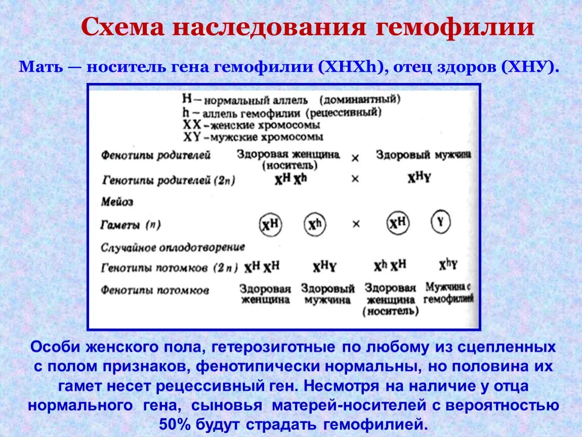 У матери не являющиеся носителями гемофилии