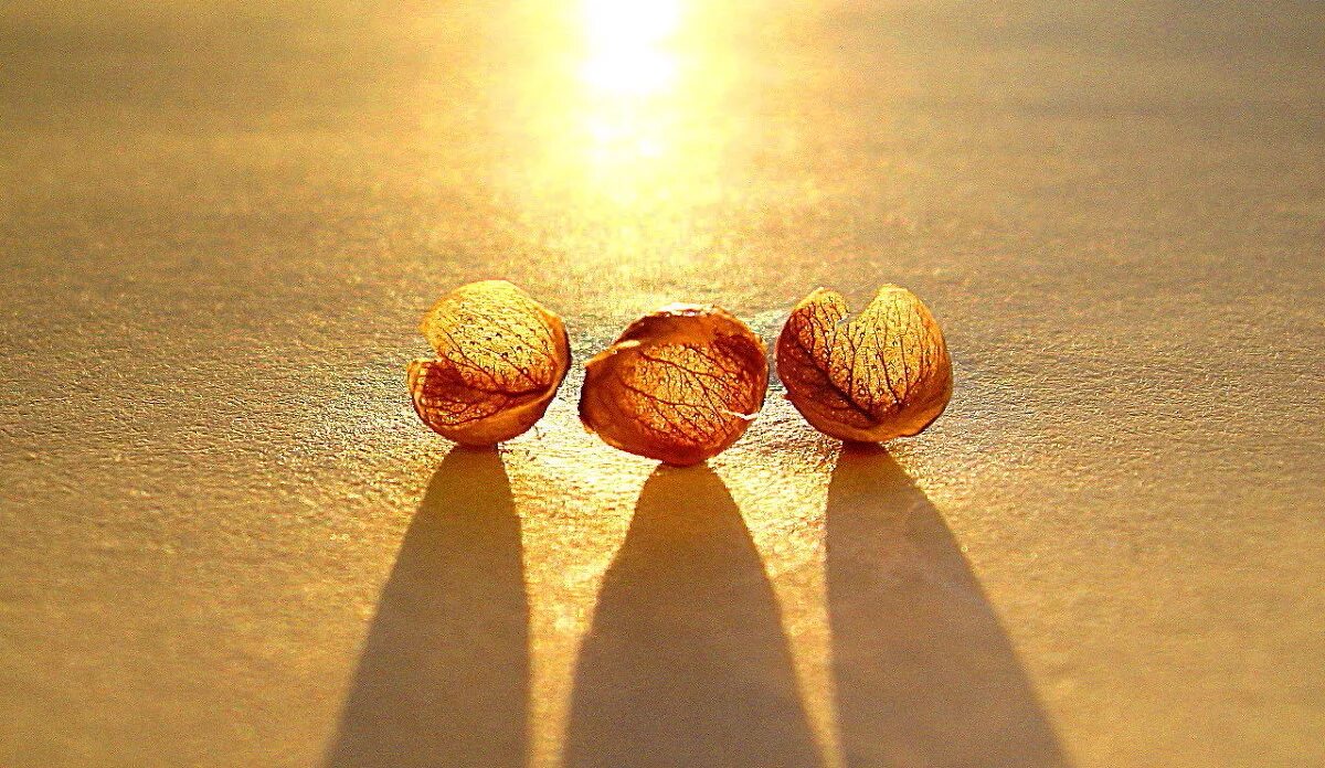 орешки для ума улан удэ 2023. орешки для ума улан удэ 2023. орешки. фуд съемка орешки со сгущенкой.