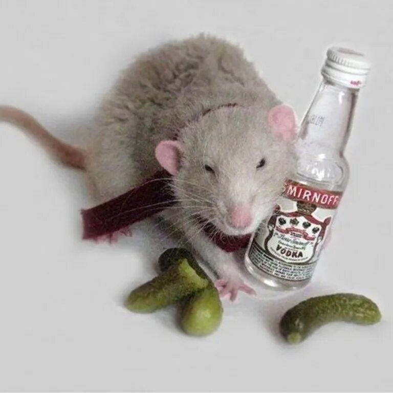 Пьющие крысы. Пьющие крысы. Бухая мышь. Чайная крыса. Пьяный хомяк.