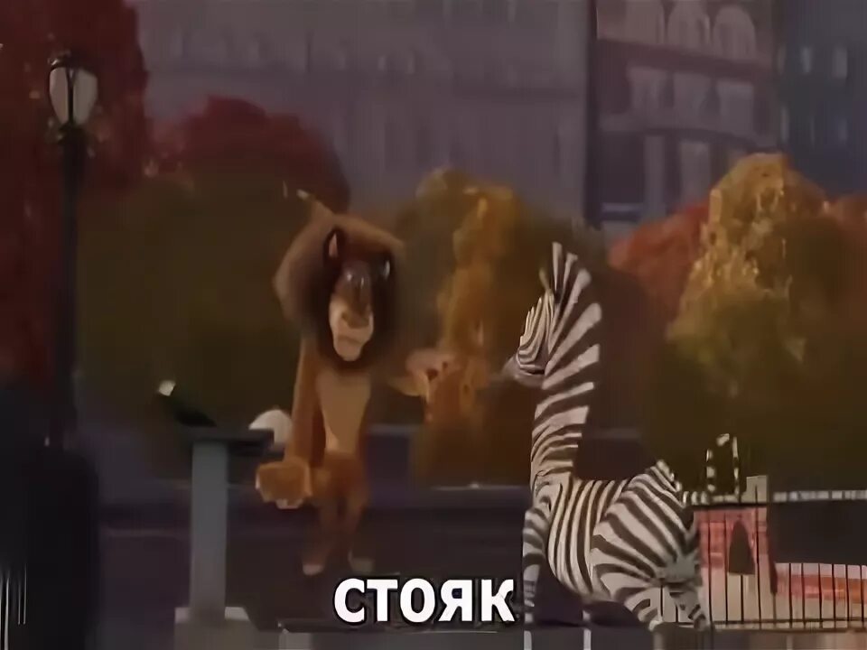 Мадагаскар 1 на английском. Мадагаскар 1 на английском. Зебра из мадагаскара. Мадагаскар 1 2005. Мадагаскар 1.